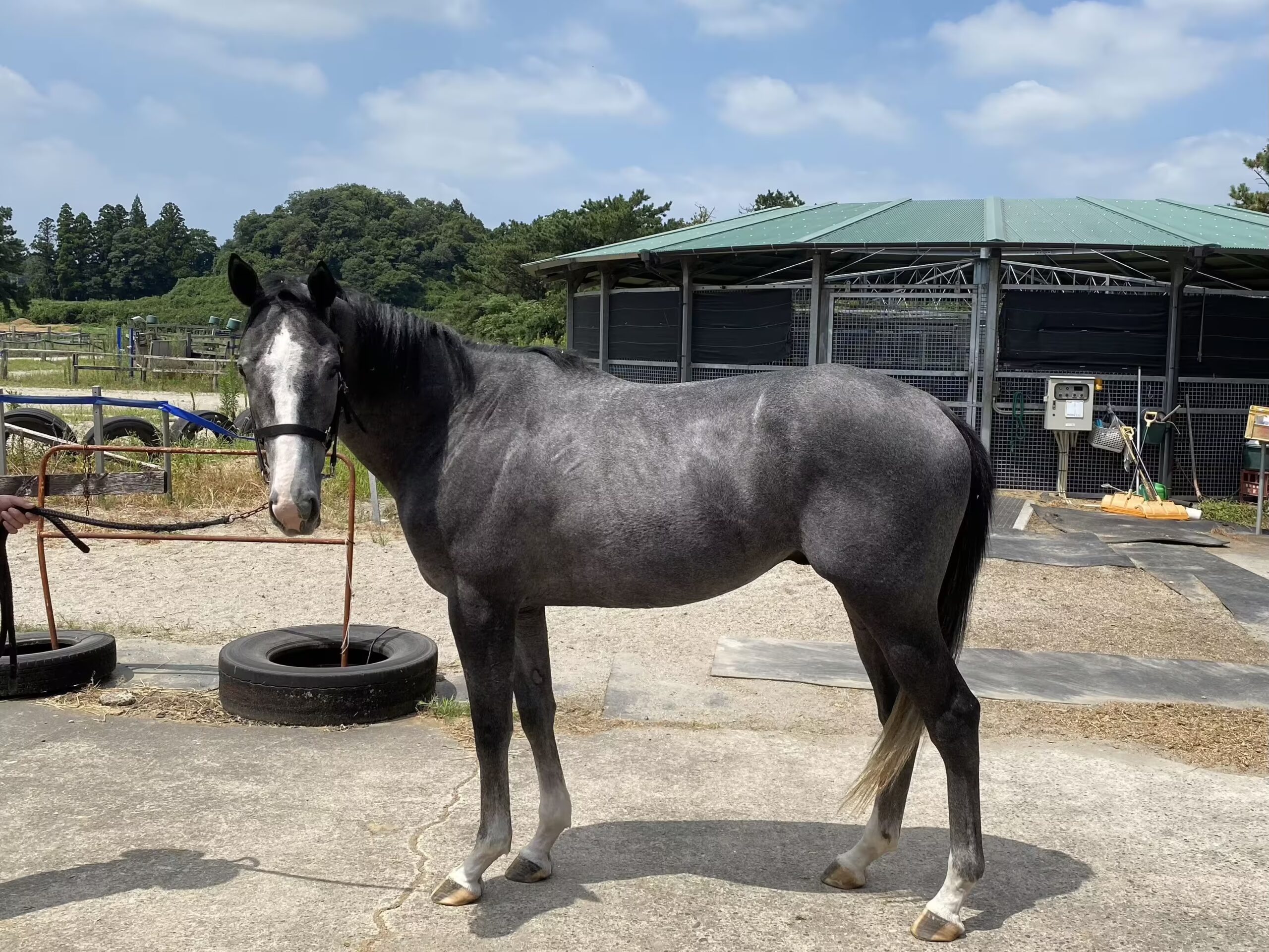 IMG_5528
